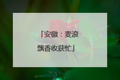 安徽：麦浪飘香收获忙